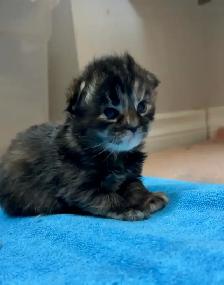 Purebred Maine Coon Kittens – Now Open for Reservation! - Photo 2