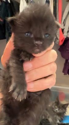 Purebred Maine Coon Kittens – Now Open for Reservation! - Photo 4