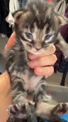 Purebred Maine Coon Kittens – Now Open for Reservation! - Photo 5