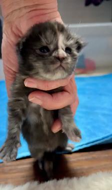 Purebred Maine Coon Kittens – Now Open for Reservation! - Photo 6