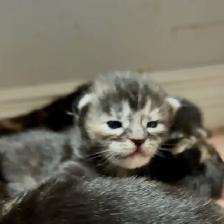 Purebred Maine Coon Kittens – Now Open for Reservation! - Photo 7