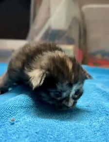 Purebred Maine Coon Kittens – Now Open for Reservation! - Photo 8