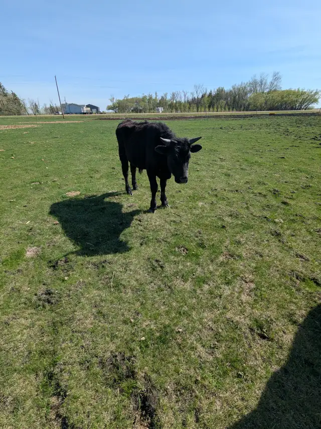 Wagyu x Bulls.