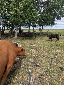 Wagyu x Bulls. - Photo 2