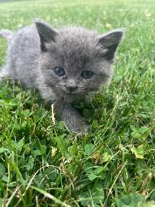 Free Kitten to good home