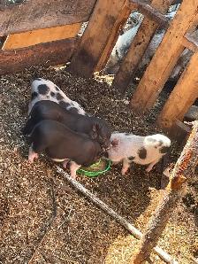Potbelly piglets