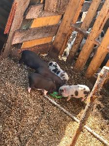 Potbelly piglets - Photo 2