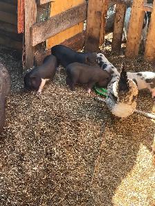 Potbelly piglets - Photo 3
