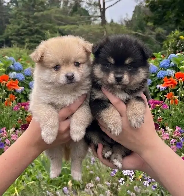BEAUTIFUL POMCHI PUPPIES - NOW TAKING VISITATIONS IN THE GTA