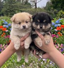 BEAUTIFUL POMCHI PUPPIES - NOW TAKING VISITATIONS IN THE GTA