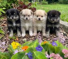 BEAUTIFUL POMCHI PUPPIES - NOW TAKING VISITATIONS IN THE GTA - Photo 2
