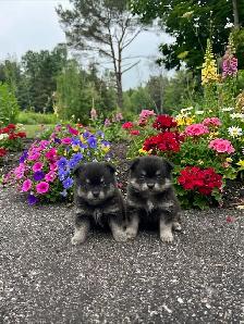BEAUTIFUL POMCHI PUPPIES - NOW TAKING VISITATIONS IN THE GTA - Photo 3