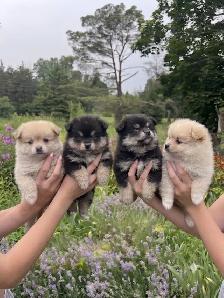 BEAUTIFUL POMCHI PUPPIES - NOW TAKING VISITATIONS IN THE GTA - Photo 4