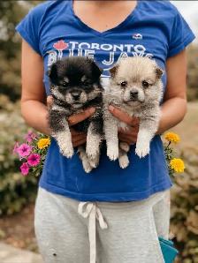 BEAUTIFUL POMCHI PUPPIES - NOW TAKING VISITATIONS IN THE GTA - Photo 5