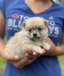 BEAUTIFUL POMCHI PUPPIES - NOW TAKING VISITATIONS IN THE GTA - Photo 6