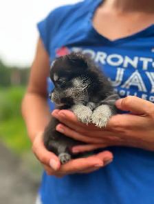 BEAUTIFUL POMCHI PUPPIES - NOW TAKING VISITATIONS IN THE GTA - Photo 7