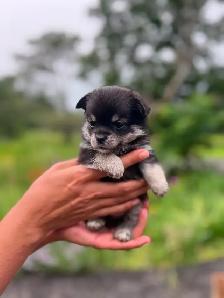 BEAUTIFUL POMCHI PUPPIES - NOW TAKING VISITATIONS IN THE GTA - Photo 8
