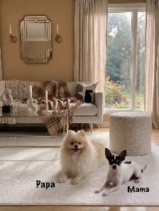 BEAUTIFUL POMCHI PUPPIES - NOW TAKING VISITATIONS IN THE GTA - Photo 9