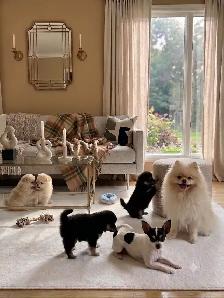 BEAUTIFUL POMCHI PUPPIES - NOW TAKING VISITATIONS IN THE GTA - Photo 10