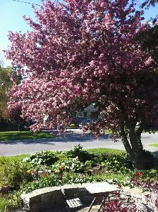 Clean 1bedrm in a Quiet residential neighbourhood for Sept 1 - Photo 8