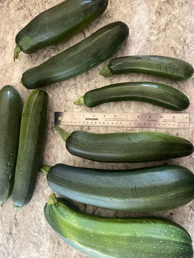 Fresh Zuchinni