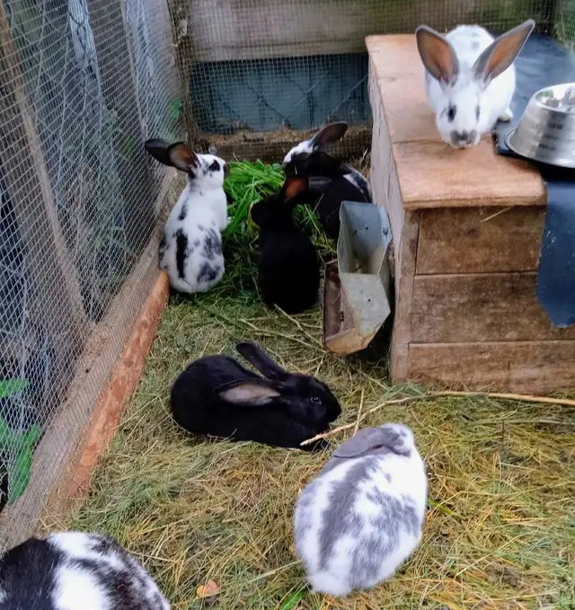 lapinneaux à vendre