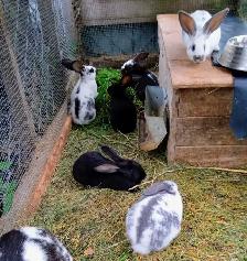 lapinneaux à vendre