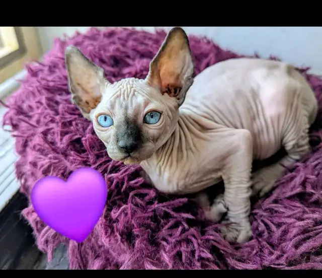 sphynx à  vendre