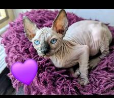 sphynx à  vendre