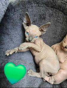 sphynx à  vendre - Photo 2