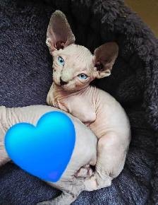 sphynx à  vendre - Photo 3