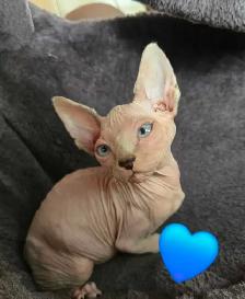 sphynx à  vendre - Photo 4