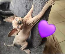sphynx à  vendre - Photo 5