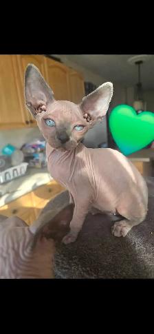 sphynx à  vendre - Photo 6