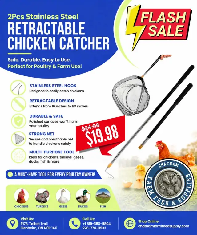 Chicken Net