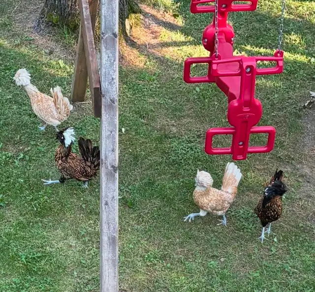 4 poules polonaise de 9 mois à donner