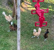 4 poules polonaise de 9 mois à donner