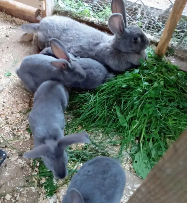 lapins bleus