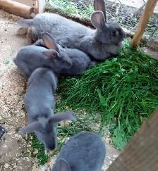 lapins bleus
