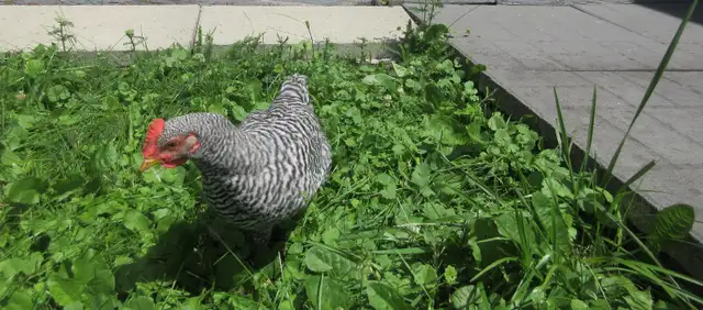 Pure Barred Rock Roo