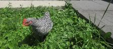 Pure Barred Rock Roo