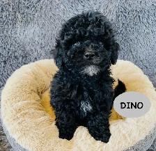 Tiny Maltipoo puppies