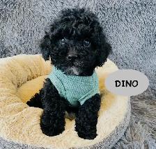Tiny Maltipoo puppies - Photo 2