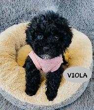 Tiny Maltipoo puppies - Photo 3