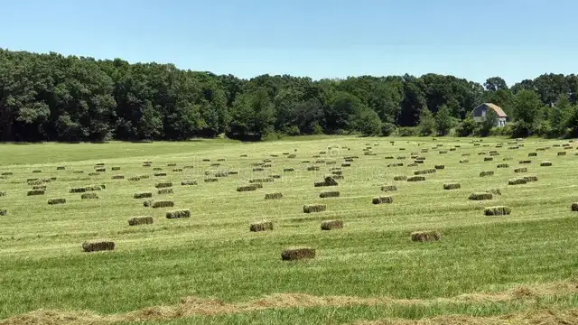 square hay bales