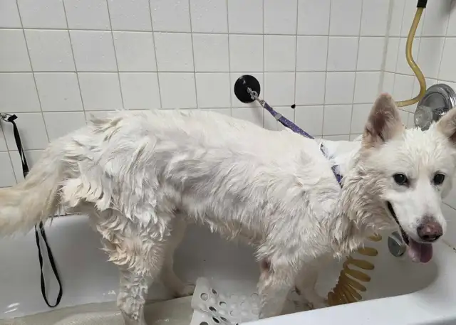 Dog grooming