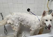 Dog grooming