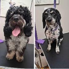 Dog grooming - Photo 2