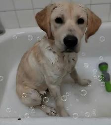 Dog grooming - Photo 4
