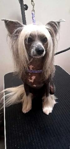 Dog grooming - Photo 5